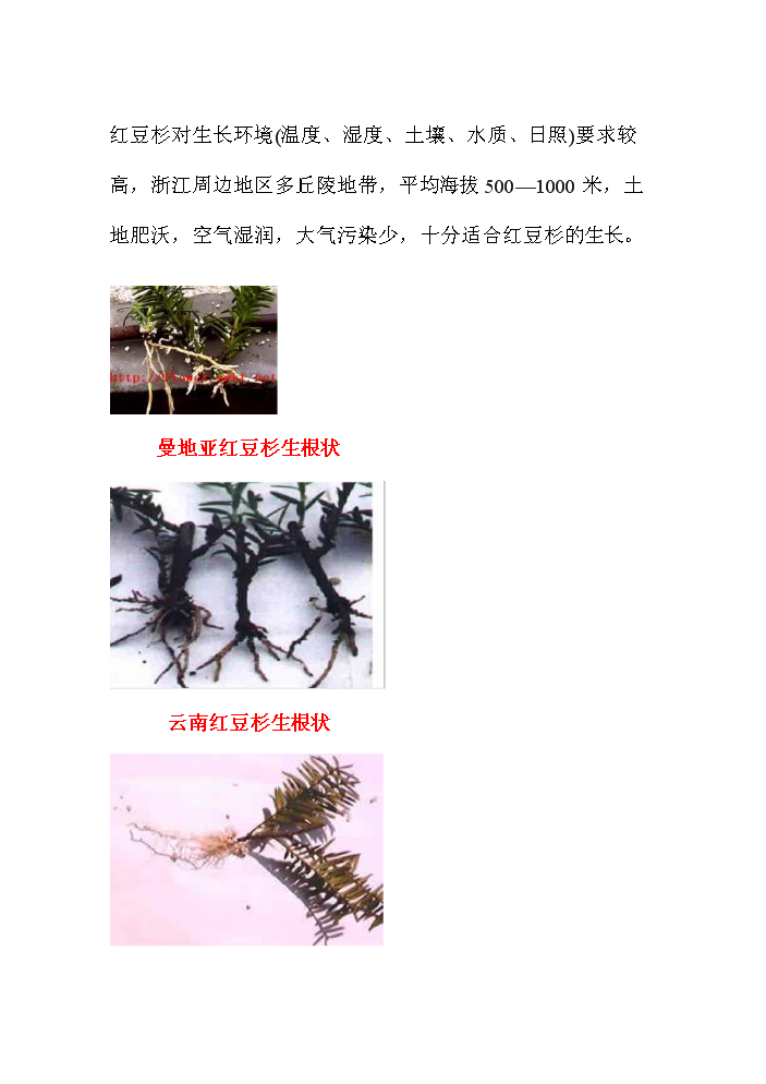 （終稿）紅豆杉資源開發利用評估分析報告.doc（最終版）第3頁
