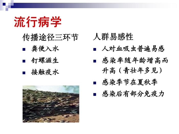 【醫學PPT課件】日本血吸蟲病 華中科技大學傳染病學教學課件第12頁
