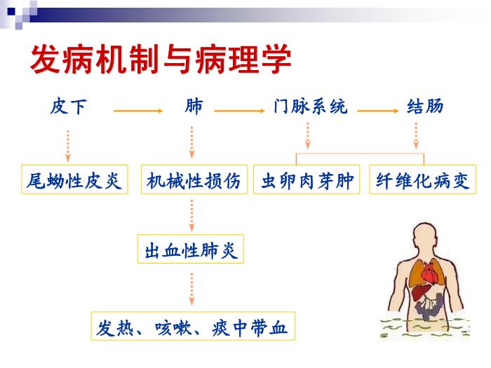 【醫學PPT課件】日本血吸蟲病 華中科技大學傳染病學教學課件第14頁