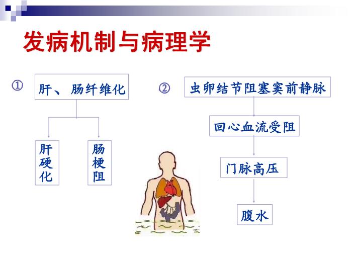 【醫學PPT課件】日本血吸蟲病 華中科技大學傳染病學教學課件第15頁