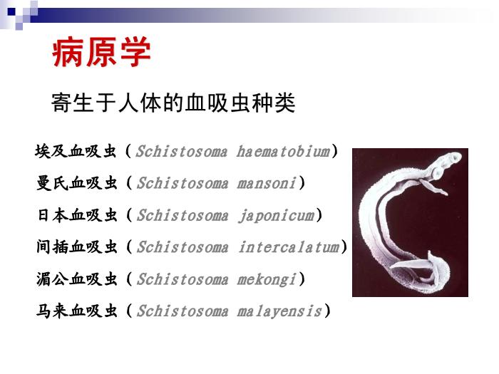 【醫學PPT課件】日本血吸蟲病 華中科技大學傳染病學教學課件第4頁