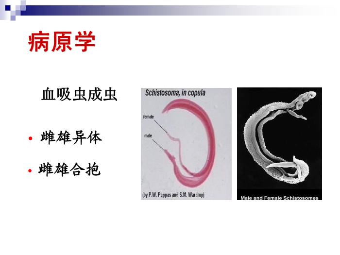 【醫學PPT課件】日本血吸蟲病 華中科技大學傳染病學教學課件第5頁
