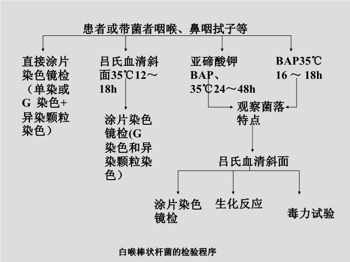 【醫學PPT課件】第12章 棒狀桿菌屬 北華大學醫學院第12頁