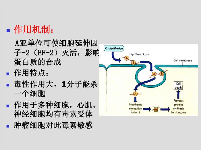 【醫學PPT課件】第12章 棒狀桿菌屬 北華大學醫學院第6頁