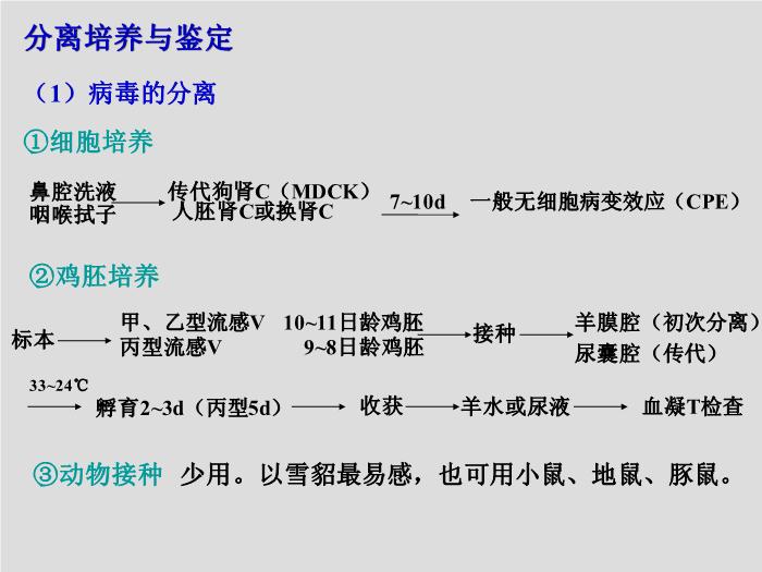 【醫學PPT課件】第24章 呼吸道病毒 北華大學醫學院第10頁