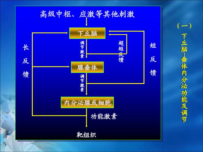【醫學PPT課件】第19章 內分泌疾病的生物化學診斷（人衛）第6頁