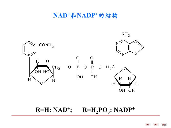 【醫學PPT課件】第八章 生物氧化  生物化學與分子生物學第11頁