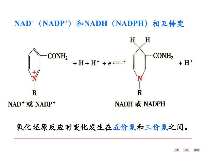 【醫學PPT課件】第八章 生物氧化  生物化學與分子生物學第12頁