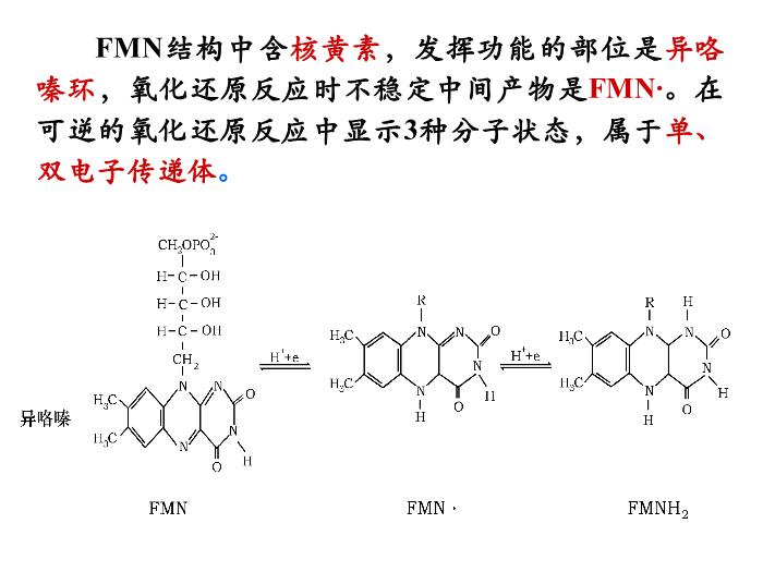 【醫學PPT課件】第八章 生物氧化  生物化學與分子生物學第13頁