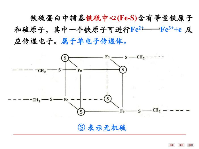 【醫學PPT課件】第八章 生物氧化  生物化學與分子生物學第14頁