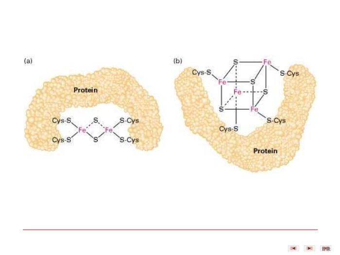 【醫學PPT課件】第八章 生物氧化  生物化學與分子生物學第15頁