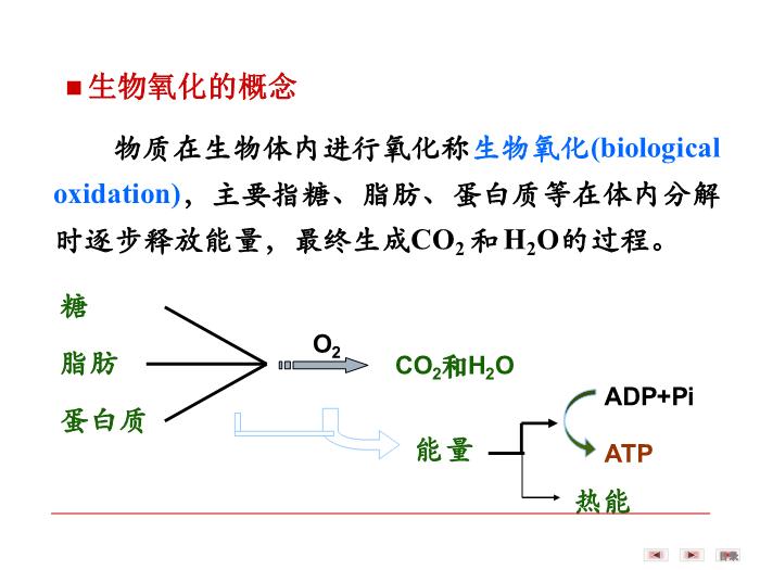 【醫學PPT課件】第八章 生物氧化  生物化學與分子生物學第3頁