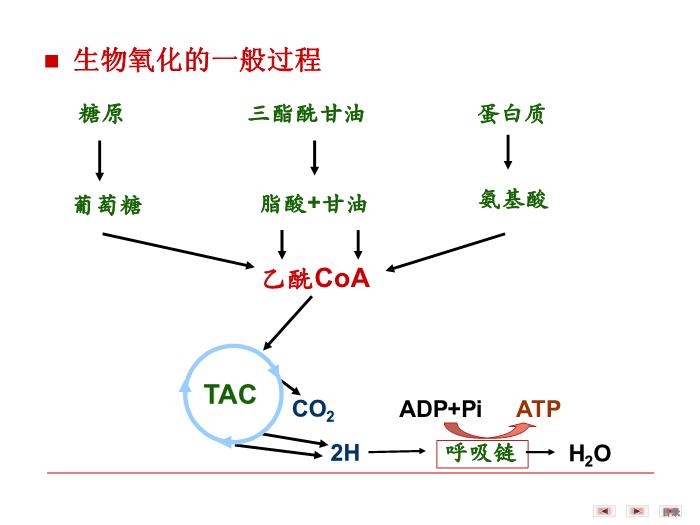 【醫學PPT課件】第八章 生物氧化  生物化學與分子生物學第4頁