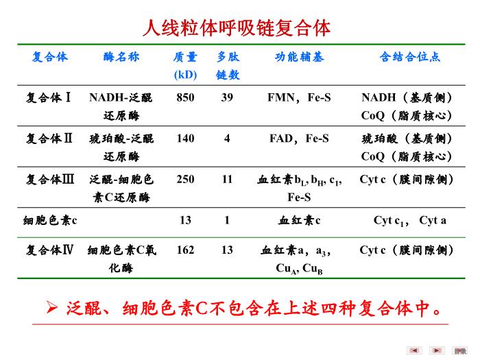 【醫學PPT課件】第八章 生物氧化  生物化學與分子生物學第8頁