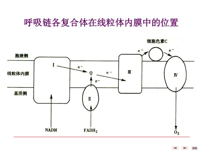 【醫學PPT課件】第八章 生物氧化  生物化學與分子生物學第9頁