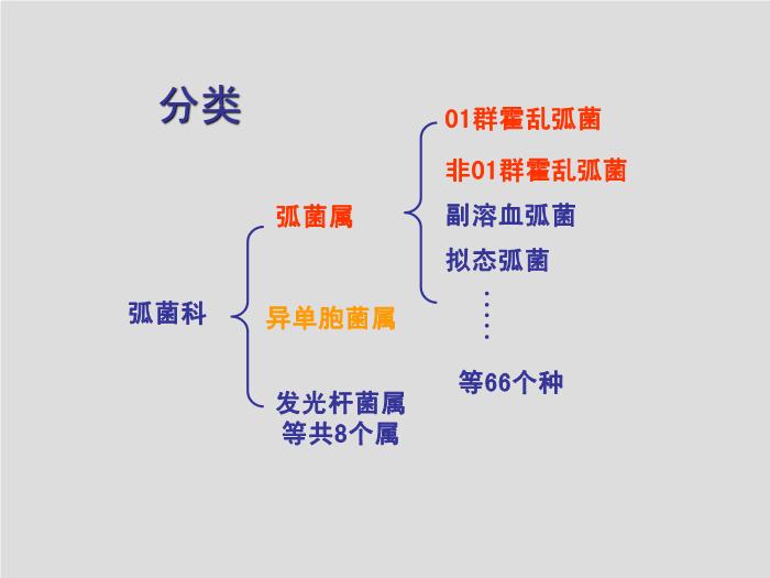 【醫學PPT課件】弧菌屬、氣單胞菌屬和鄰單胞菌屬第2頁