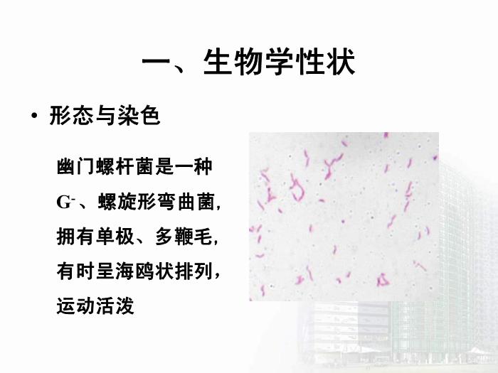【醫學PPT課件】螺桿菌屬 醫學微生物學教學課件第4頁