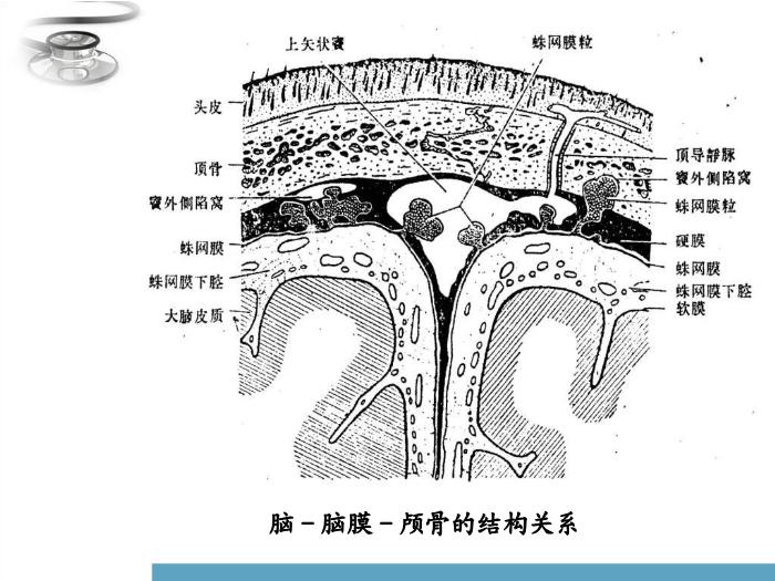 【醫學PPT課件】化膿性腦膜炎 兒科學臨床醫學八年制課程第11頁