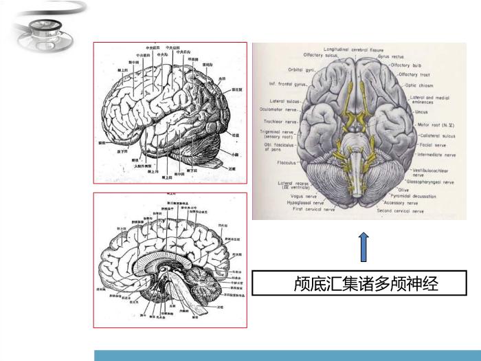 【醫學PPT課件】化膿性腦膜炎 兒科學臨床醫學八年制課程第14頁