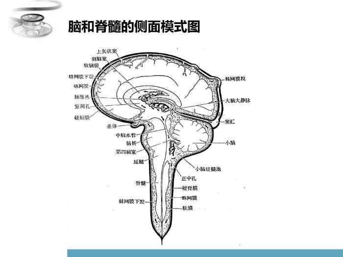 【醫學PPT課件】化膿性腦膜炎 兒科學臨床醫學八年制課程第9頁