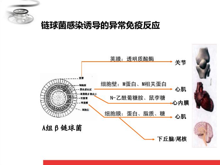 【醫學PPT課件】風濕熱 八年制兒科學PPT課件第9頁