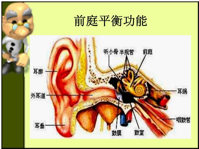 【醫學PPT課件】杜曼體能訓練-平衡訓練-王宇老師第3頁