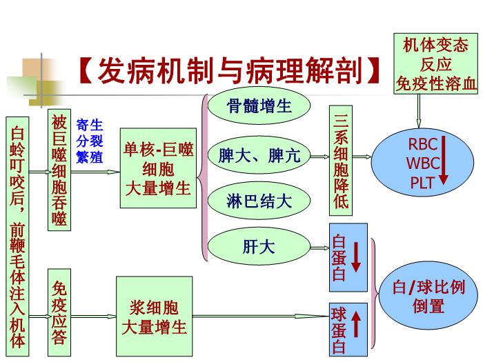 【醫學PPT課件】黑熱病 西安交通大學傳染病學教學課件第10頁
