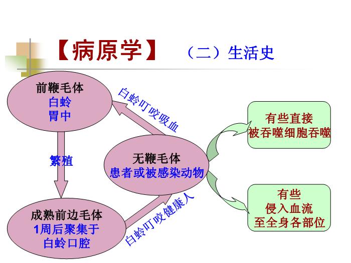 【醫學PPT課件】黑熱病 西安交通大學傳染病學教學課件第6頁