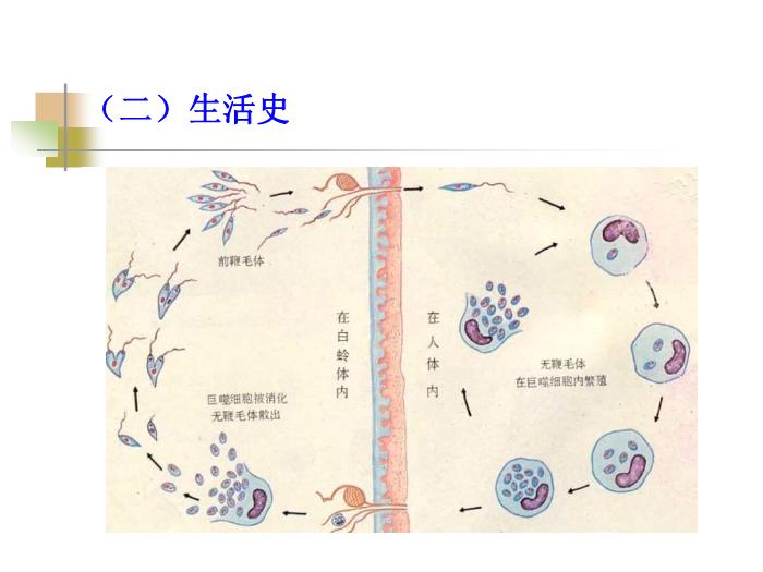 【醫學PPT課件】黑熱病 西安交通大學傳染病學教學課件第7頁