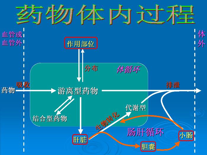 【醫學PPT課件】第3章 藥物代謝動力學第3頁