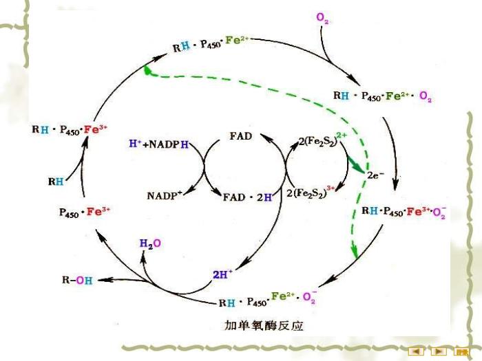 【醫學PPT課件】非營養物質代謝 生物化學與分子生物學第11頁