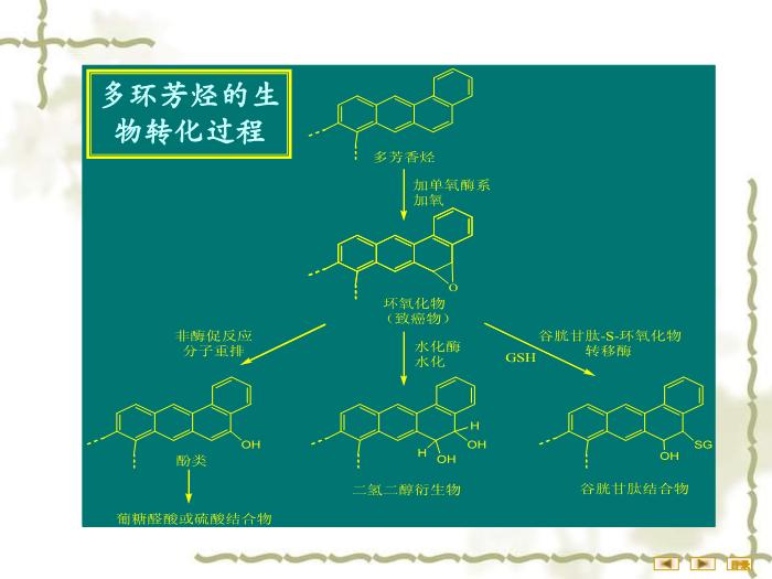 【醫學PPT課件】非營養物質代謝 生物化學與分子生物學第13頁