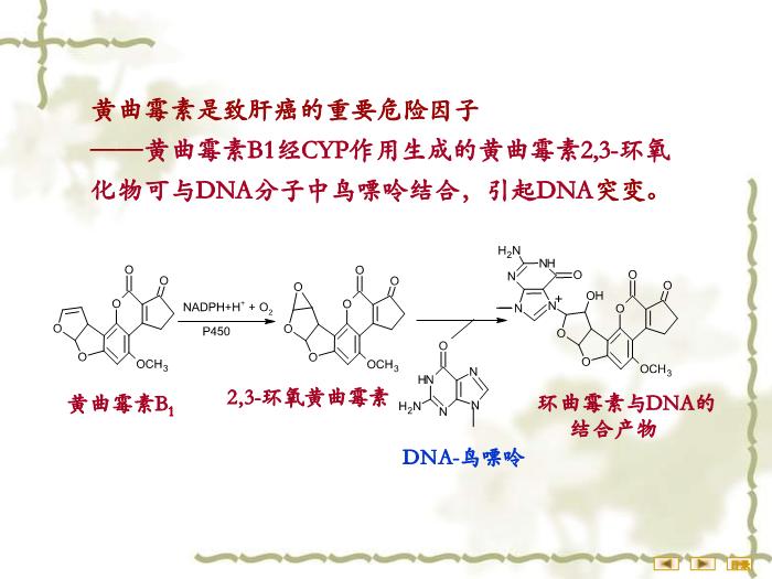 【醫學PPT課件】非營養物質代謝 生物化學與分子生物學第15頁