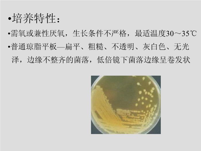 【醫學PPT課件】第13章 其他需氧革蘭陽性桿菌 蚌埠醫學院  第12頁