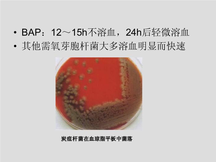 【醫學PPT課件】第13章 其他需氧革蘭陽性桿菌 蚌埠醫學院  第13頁