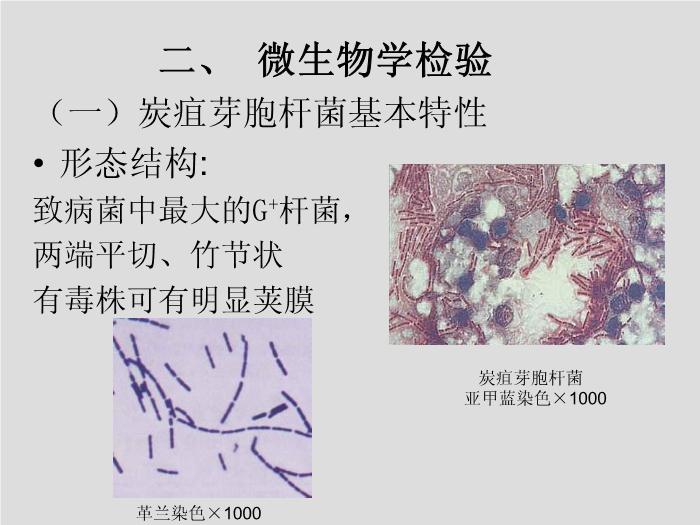 【醫學PPT課件】第13章 其他需氧革蘭陽性桿菌 蚌埠醫學院  第7頁