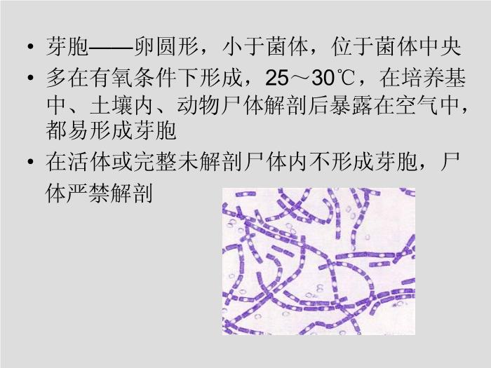 【醫學PPT課件】第13章 其他需氧革蘭陽性桿菌 蚌埠醫學院  第8頁