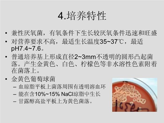 【醫學PPT課件】第7章 球菌 溫州醫學院第11頁