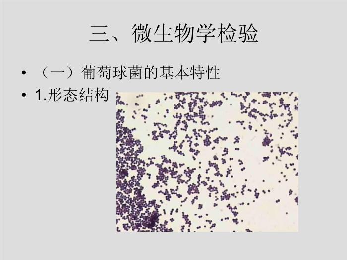 【醫學PPT課件】第7章 球菌 溫州醫學院第8頁