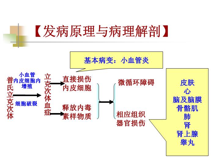【醫學PPT課件】流行性與地方性斑疹傷寒 西安交通大學傳染病學教學課件第13頁