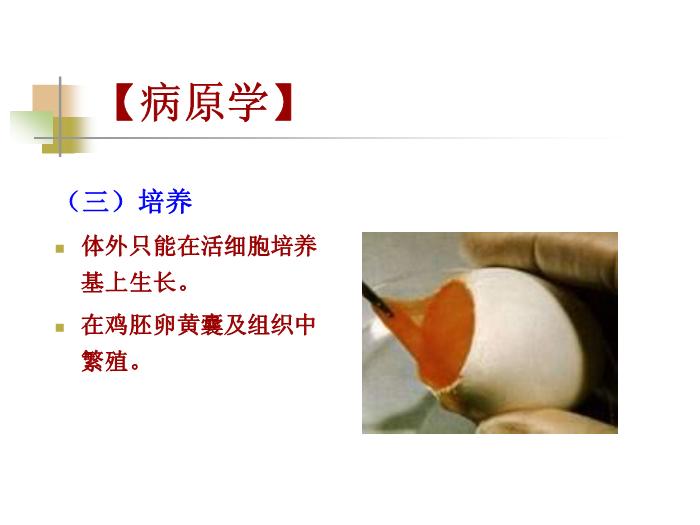 【醫學PPT課件】流行性與地方性斑疹傷寒 西安交通大學傳染病學教學課件第8頁