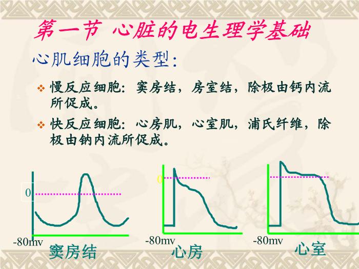 【醫學PPT課件】抗心律失常藥-藥理學教研室第11頁