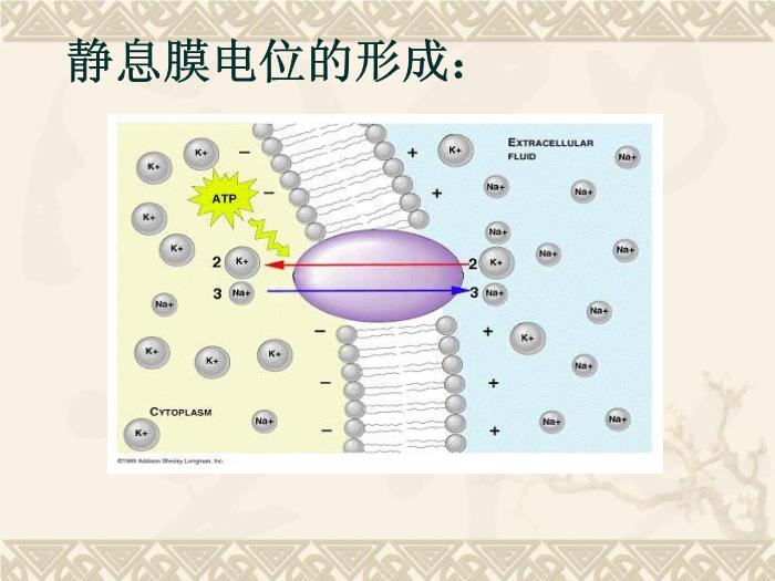 【醫學PPT課件】抗心律失常藥-藥理學教研室第13頁