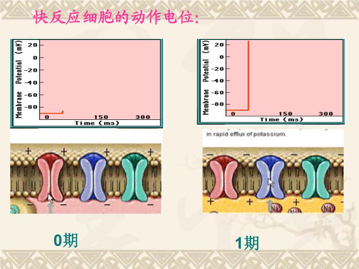 【醫學PPT課件】抗心律失常藥-藥理學教研室第14頁