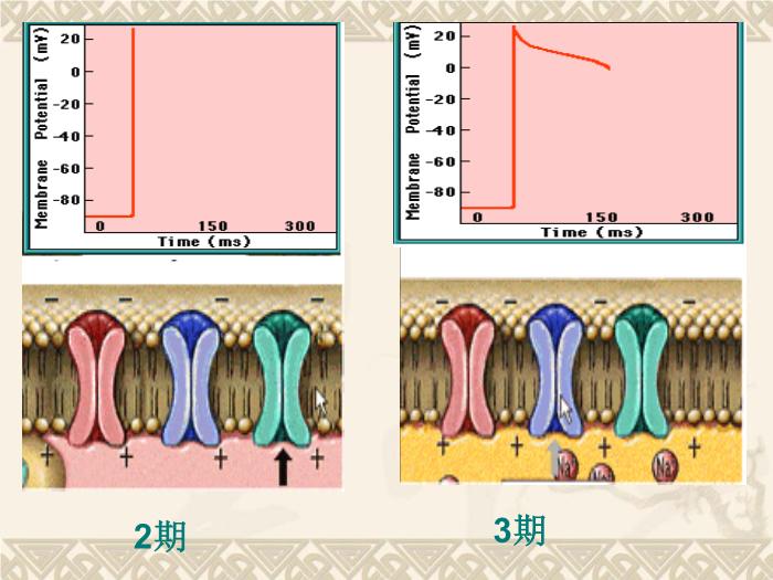 【醫學PPT課件】抗心律失常藥-藥理學教研室第15頁