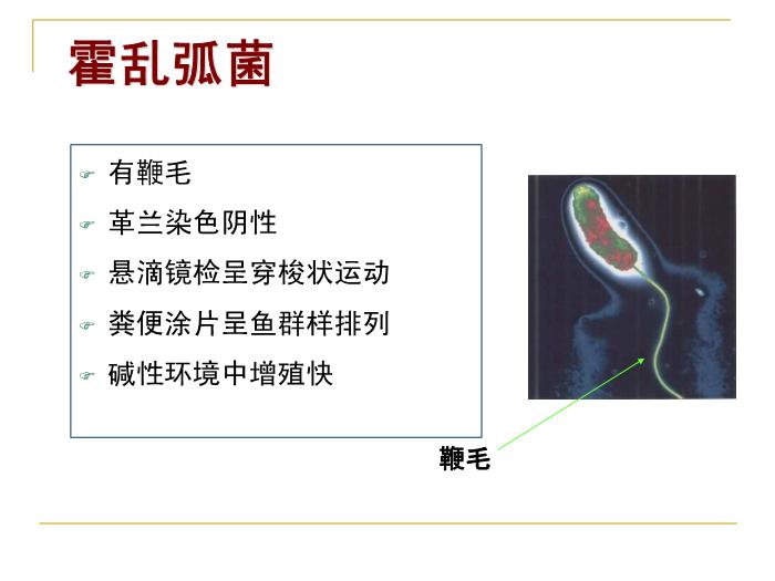 【醫學PPT課件】霍亂 浙江大學傳染病學教學課件第5頁