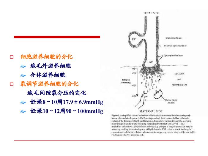 【醫學PPT課件】妊娠高血壓疾病 復旦大學附屬婦產科醫院第12頁