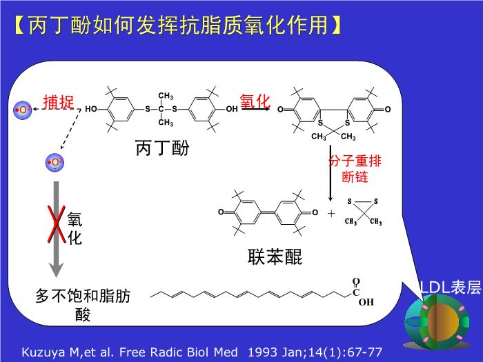 【醫學PPT課件】抗動脈粥樣硬化藥物分類及研究進展第13頁