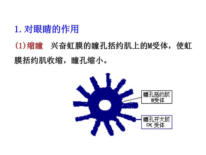 【醫學PPT課件】第6章 膽堿受體激動藥-同濟醫學院藥理學系第10頁