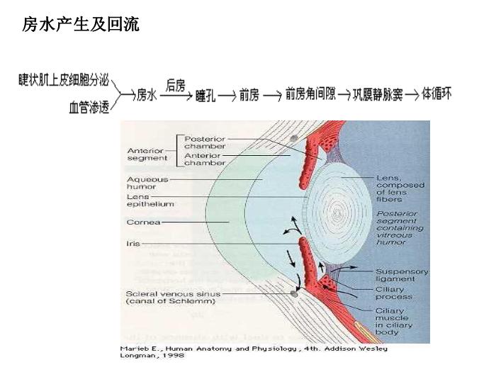 【醫學PPT課件】第6章 膽堿受體激動藥-同濟醫學院藥理學系第11頁